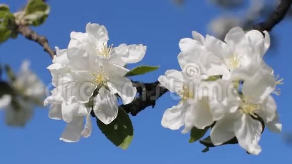 苹果花开晴天春天的心情春天公园里的开花树视频的预览图