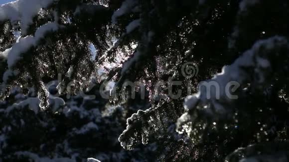 冬闲后融雪正聚春日仙境视频的预览图
