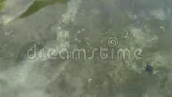 泰国克拉比省著名旅游地标拉丁岛海滩水晶火花纹理背景视频的预览图