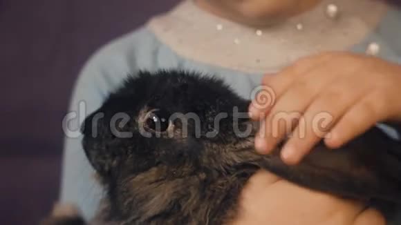 小女孩抱着一只毛茸茸的兔子视频的预览图