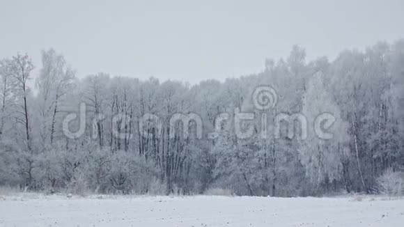 神秘的雪霜森林冬季景观视频的预览图