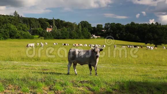 黄昏时分牛群在夏日的牧场上放牛视频的预览图