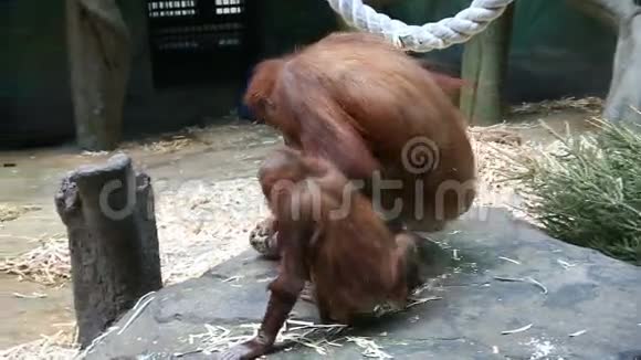 动物园中猩猩和幼崽的肖像视频的预览图
