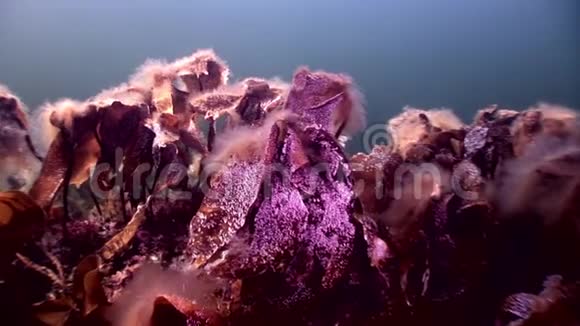 俄罗斯白海海底海藻层状阳光食物视频的预览图