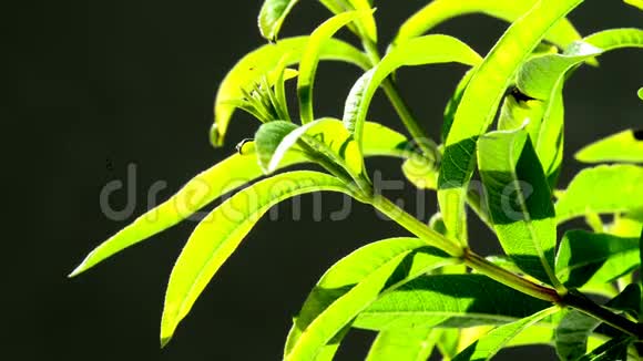 柠檬蜂丛药用植物和香料视频的预览图