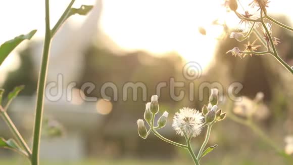 阳光背景下的草花视频的预览图