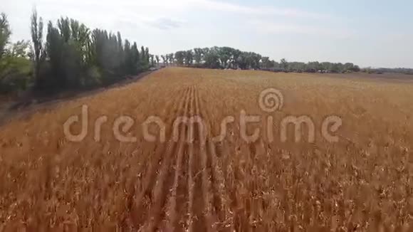 麦地玉米小麦新鲜作物空中射击视频的预览图
