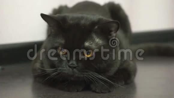 英国黑猫追逐玩具视频的预览图