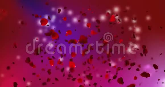 3D动画粉色和紫色玫瑰花瓣黑色背景爱情和情人节视频的预览图