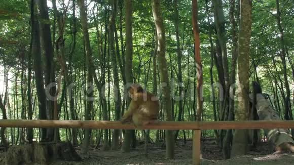 森林里的野猴视频的预览图