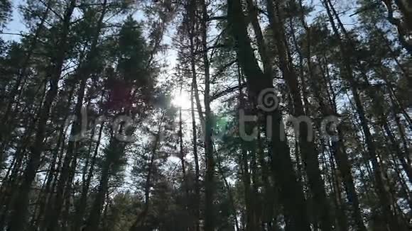 在一片茂密的落叶林中追踪射击阳光透过树闪闪发光阳光照耀的森林太阳光线视频的预览图