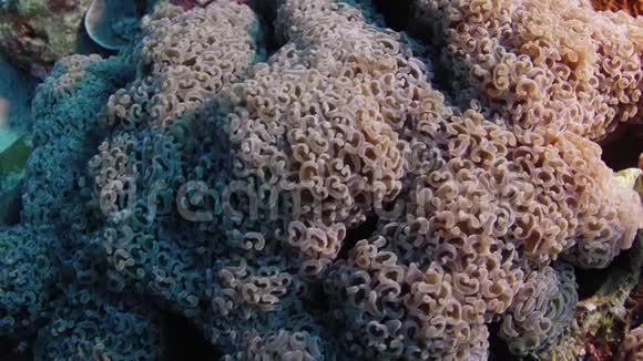 令人惊叹的彩色LPS锤珊瑚视频的预览图