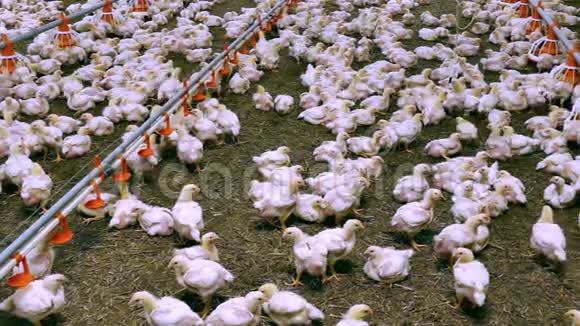 许多鸡在家禽养殖场视频的预览图