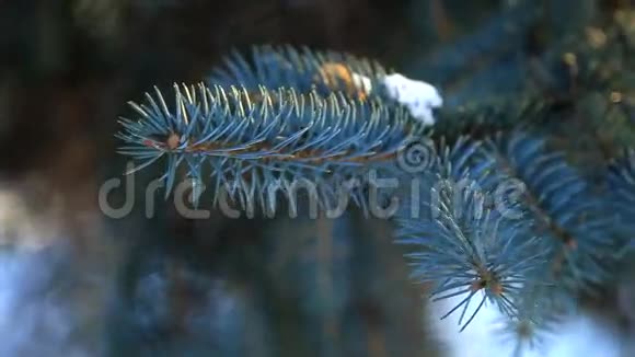 蓝色云杉在冬季晴天视频的预览图