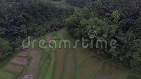 空中无人机观稻田视频的预览图