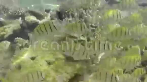 以珊瑚为食的热带黄鱼学校视频的预览图