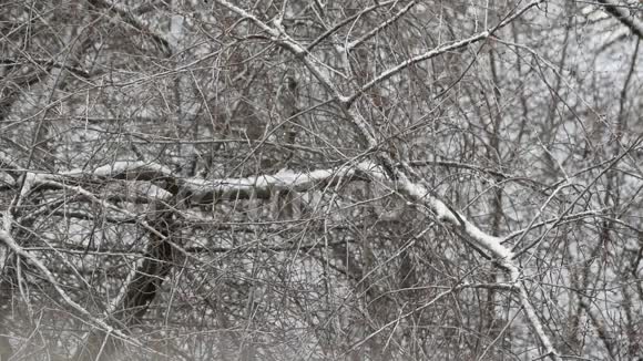 雪落在无叶树枝的背景上视频的预览图