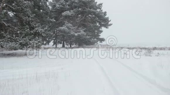 森林树木覆盖在冬雪中视频的预览图