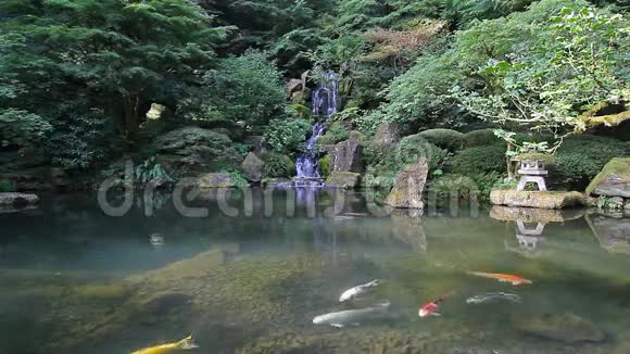 五颜六色的锦鲤鱼在池塘里游泳日本花园里的水反射为1080便士视频的预览图