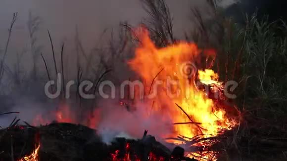 森林火灾灌木丛燃烧空气被烟雾污染火特写视频的预览图