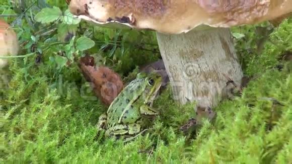 小水蛙坐在大桦树下视频的预览图