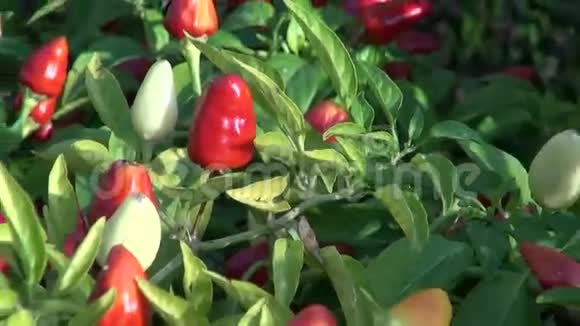 种在菜园里的辣椒植物视频的预览图