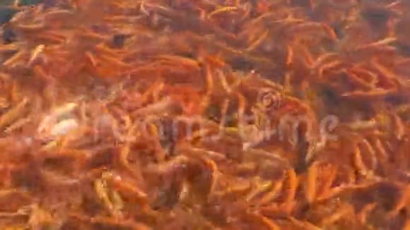人工池塘的琥珀鳟鱼视频的预览图