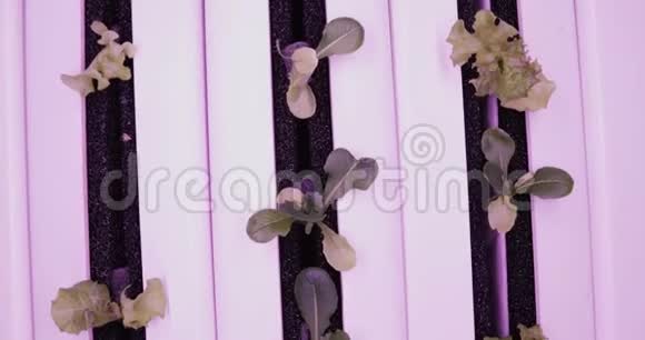 紫外线生长灯用于生长植物水培蔬菜农场生长植物的LED灯视频的预览图