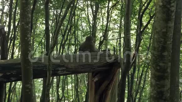 树上的森林里的猴子视频的预览图
