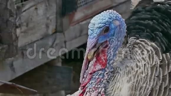 土耳其小鸟在街上散步视频的预览图