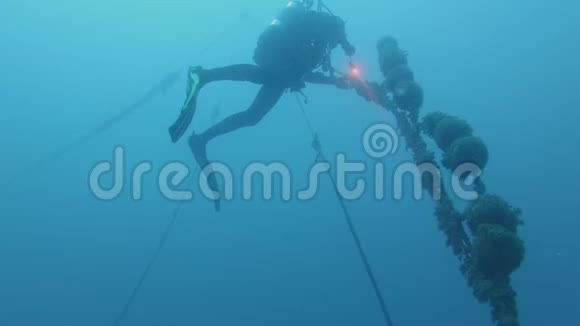 潜水者在水下的镜头视频的预览图