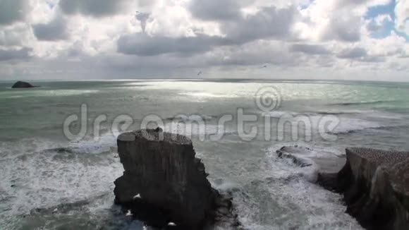 新西兰海岸上的鸟类以海景为背景视频的预览图