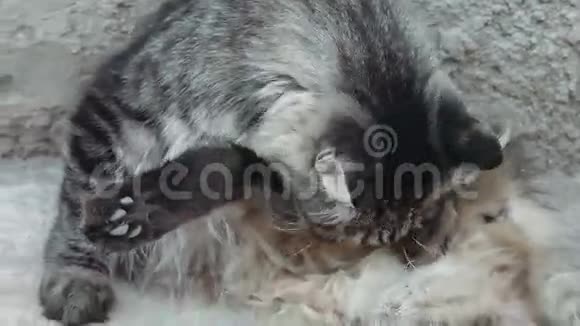 可爱的塔比猫躺在水泥地上梳洗打扮视频的预览图