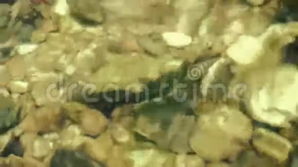 卵石水下的鱼和砾石水面上的倒影山谷上的河流视频的预览图