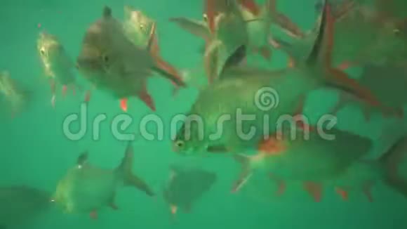 SuratThani省KhaoSok国家公园Ratchaprapa水坝的Oreochromisniloticus池塘中的尼视频的预览图