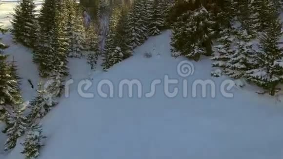 空中观景美丽的雪景飞过覆盖着雪的树视频的预览图