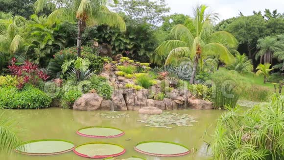 带池塘瀑布维多利亚雷吉亚和棕榈的热带花园视频的预览图