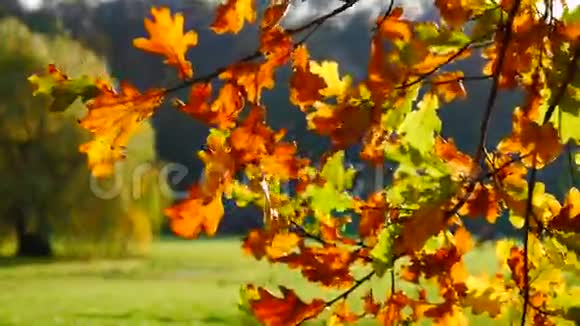 大自然中的秋叶树视频的预览图