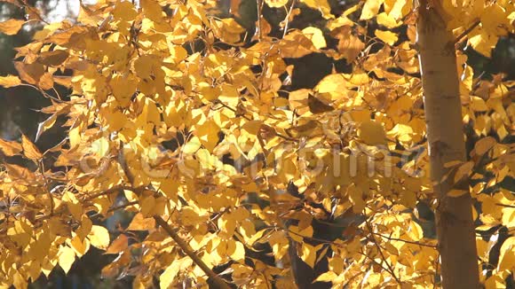 秋天画的树叶子发光视频的预览图