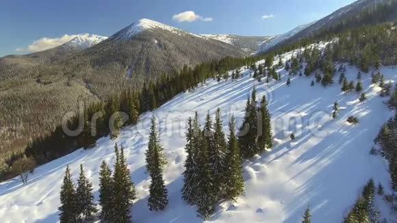 空中观景美丽的雪景飞过覆盖着雪的树视频的预览图