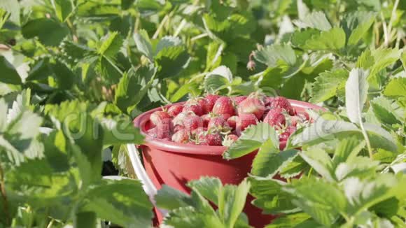 收获采摘草莓草莓季节视频的预览图