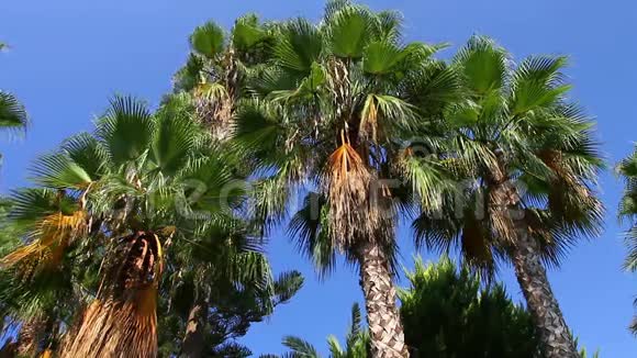 晴空上的棕榈树视频的预览图