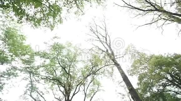 绿林带老树视频的预览图