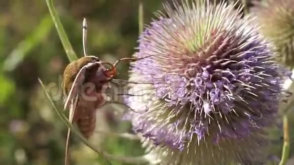 蛾子从蓟中提取花蜜最后它飞走了视频的预览图