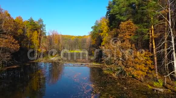 鸟瞰池塘和岸边明秋林森林反映在池塘的表面视频的预览图