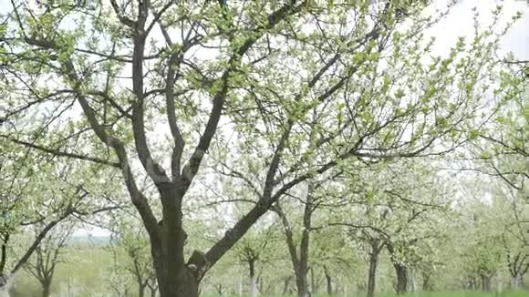 花园里盛开的苹果树视频的预览图