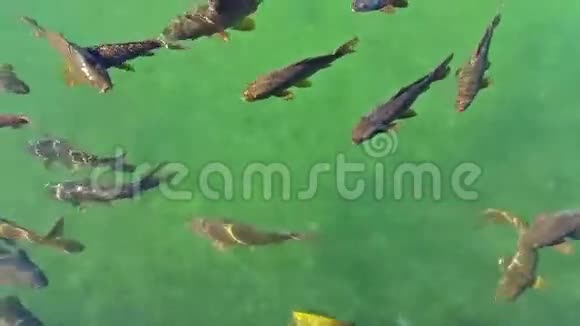 鱼儿在池塘里游着绿水视频的预览图