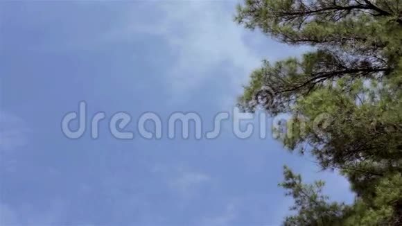 高大的松树顶在蓝天上迎风招展视频的预览图