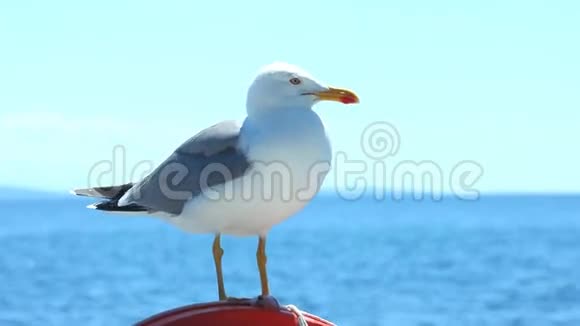 海鸥坐在帆船栏杆上享受着这段旅程视频的预览图