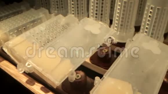 在一个特殊的储物柜中放置有细胞卷架的储物架以供蜂王撤离视频的预览图